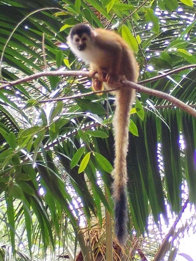 Happy Monkeys Villa Puerto Jiménez Eksteriør billede