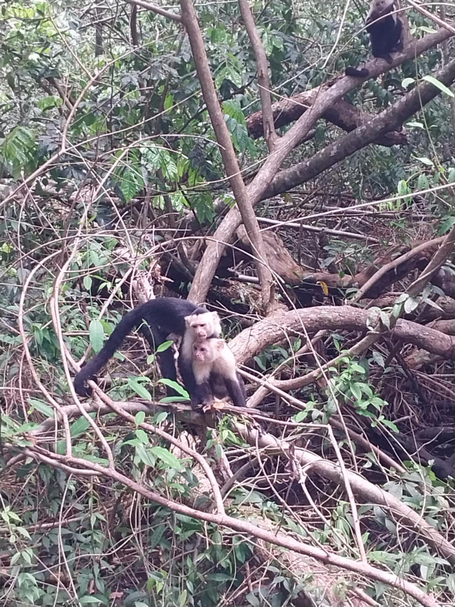 Happy Monkeys Villa Puerto Jiménez Eksteriør billede